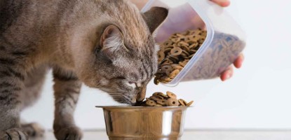 How to feed kittens scientifically(#0004)