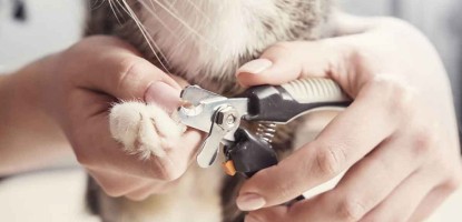 How to clip your cat 's nails(#0006)