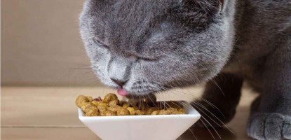 Diet precautions for cats(#0007)