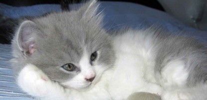 How to make a cat's hair smooth(#0008)